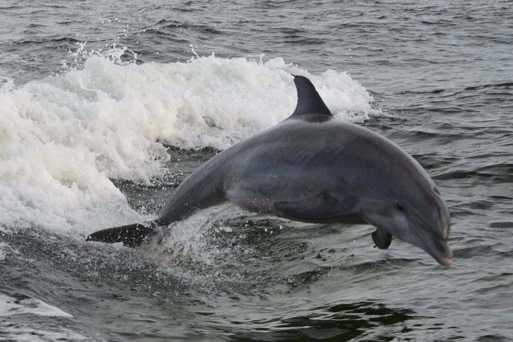 dolphin tours pcb fl